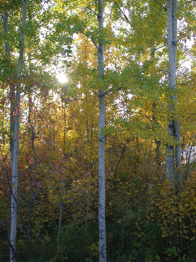 Forest Photo Gallery 8